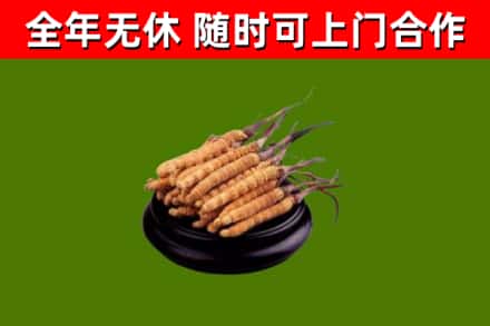 卢湾回收散虫草