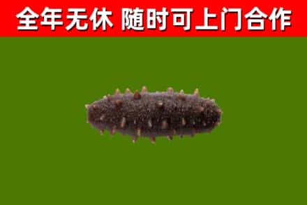 卢湾回收海参干